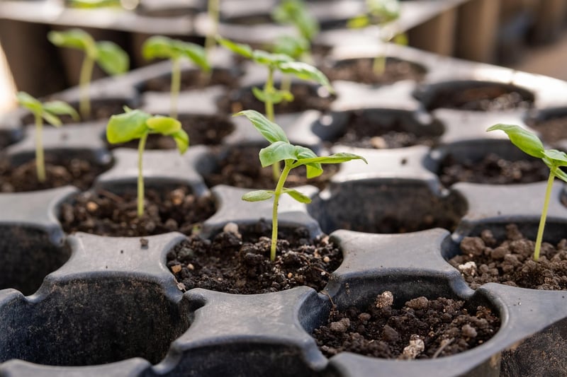 Newspaper Seedling Pots